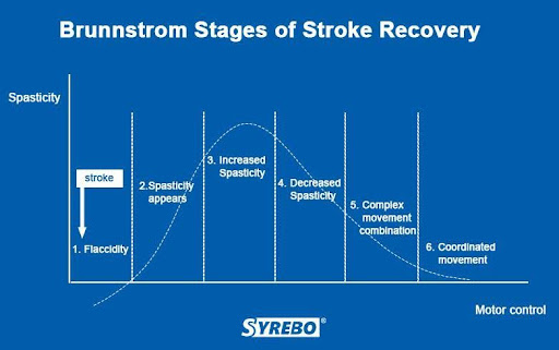 Brunnstorm Stages of Stroke Recovery